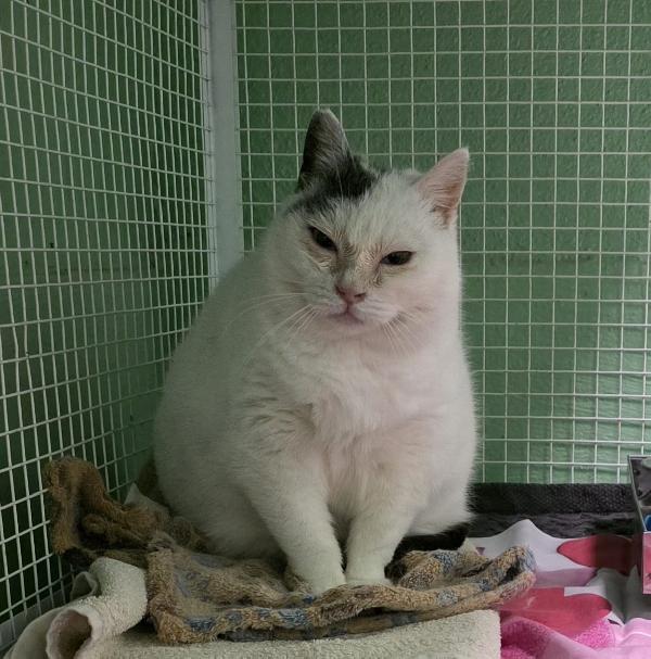 CELESTINA DOLCE GATTINA Foto 5